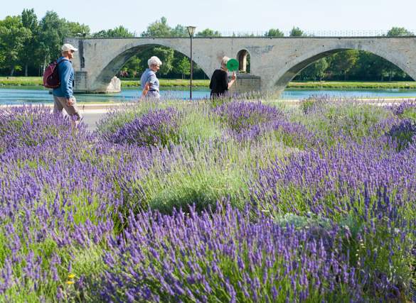 Amadeus River Cruises MS Amadeus Royal Excursion.jpeg